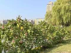 -月湖风景区