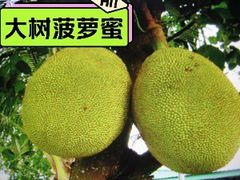-新鸿港水果市场