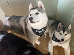 -Husky Go! 哈士奇体验馆·宠物咖啡厅狗咖