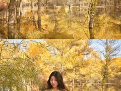 -金塔沙漠胡杨林景区
