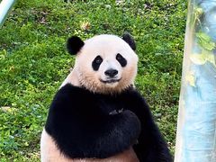-卧龙中华大熊猫苑神树坪基地