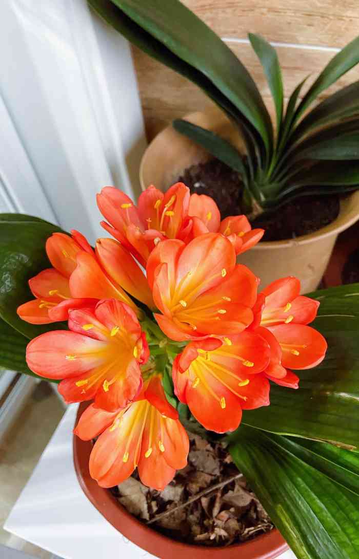 宝丰花鸟市场卜蜂莲花店