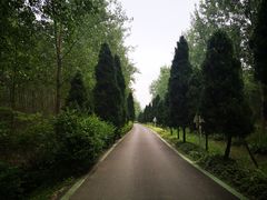 -合肥滨湖国家森林公园