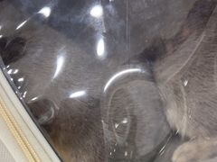 -爱洗澡的猫(天河路店)