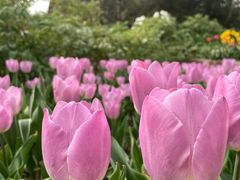 -洛阳郁金香牡丹园