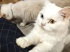 -楼上猫咖(罗湖店)