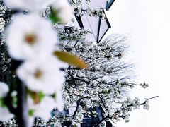 -树山生态村