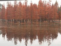 -白鹭湾湿地公园