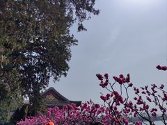 -颐和园