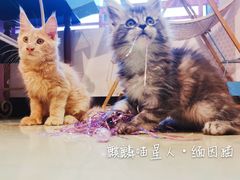 -70cat德文卷毛猫·缅因猫纯种猫舍