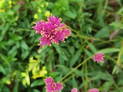 -广西壮族自治区药用植物园