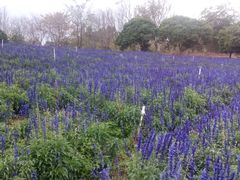 -松山湖梦幻百花洲