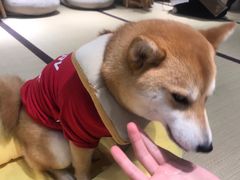 -逗柴咖啡屋·狗咖猫咖宠物桌游