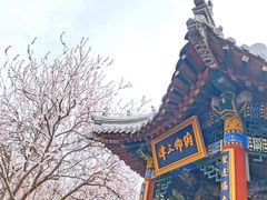 -桃花堤公园