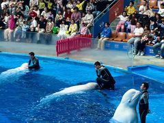-海合安成都极地海洋公园
