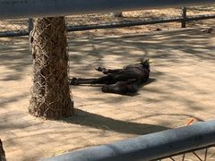 -长白岛森林公园