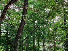 -阳台山自然风景区