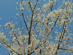 景观位-汉堡王(嘉定宝龙城市广场)
