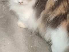 -楼上猫咖(罗湖店)
