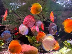 -上海海洋水族馆