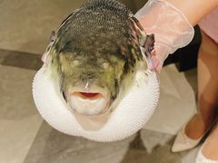 -鲐赏河豚(长寿店)