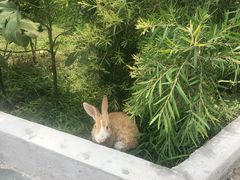 -上海佘山世茂艾美酒店
