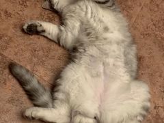 -纳吉亚猫专科动物诊疗中心(蒋宅口分院)