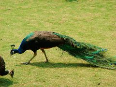 -西双版纳原始森林公园