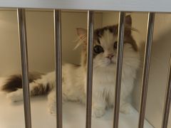 -十月米努特矮脚猫舍