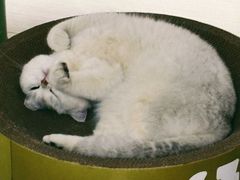 -艾贝尔宠物医院 ·内科全科(梁溪路店)