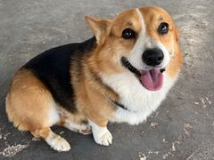 -趣多多宠物公园·宠物训犬学校·宠物寄养