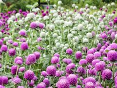 -龙大花卉苗木市场