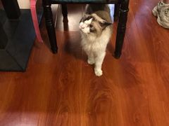 -猫小院猫主题咖啡厅(北锣店)