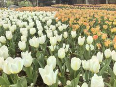 -上海鲜花港