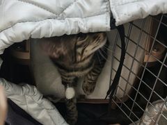-伟伟宠物医院·瑞派猫友好医院·猫科(光谷店)