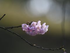 -重庆园博园