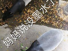 -清迈夜间动物园