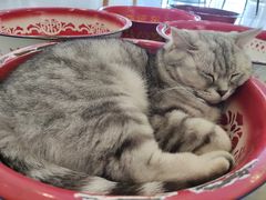 -平行世界·猫咖(首经贸店)