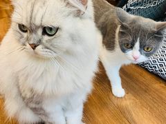 -猫友咖啡店(玉林西路店)