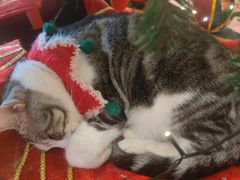 -echoes coffee回响咖啡(888街店)