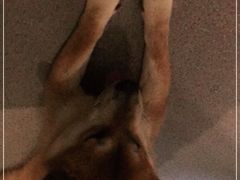 -喜柴咖啡·柴犬狗咖