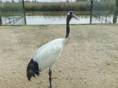 -盐城丹顶鹤湿地生态旅游区