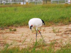 -盐城丹顶鹤湿地生态旅游区