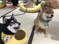 -逗柴咖啡屋·狗咖猫咖宠物桌游
