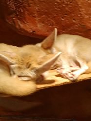 -Zoolung Zoolung动物主题公园(海信广场店)