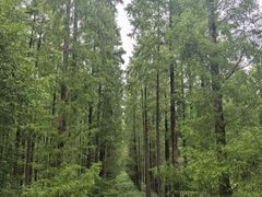 -黄海国家森林公园