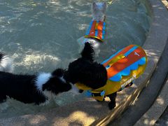 -爪吧宠物乐园 (温榆河示范区店)