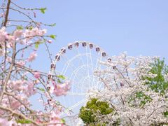 -顾村公园