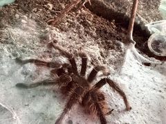 -上海大自然野生昆虫馆(东方明珠·爬宠昆虫探索中心)