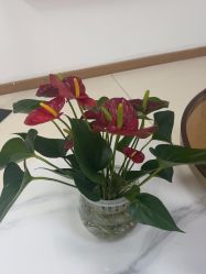 -薇兰专业脱毛连锁机构